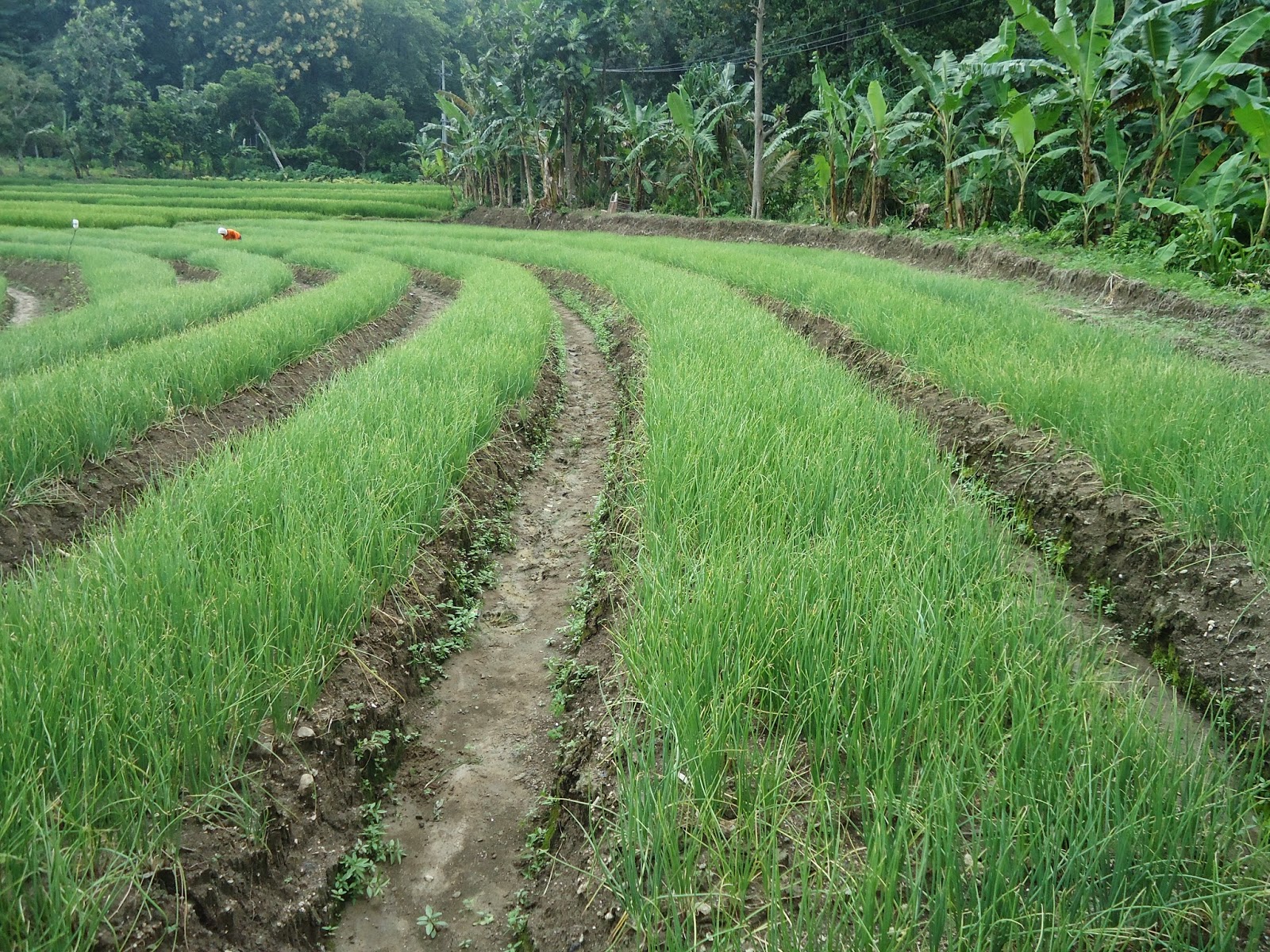 Pertanian Bawang merah di Kecamatan Gondang