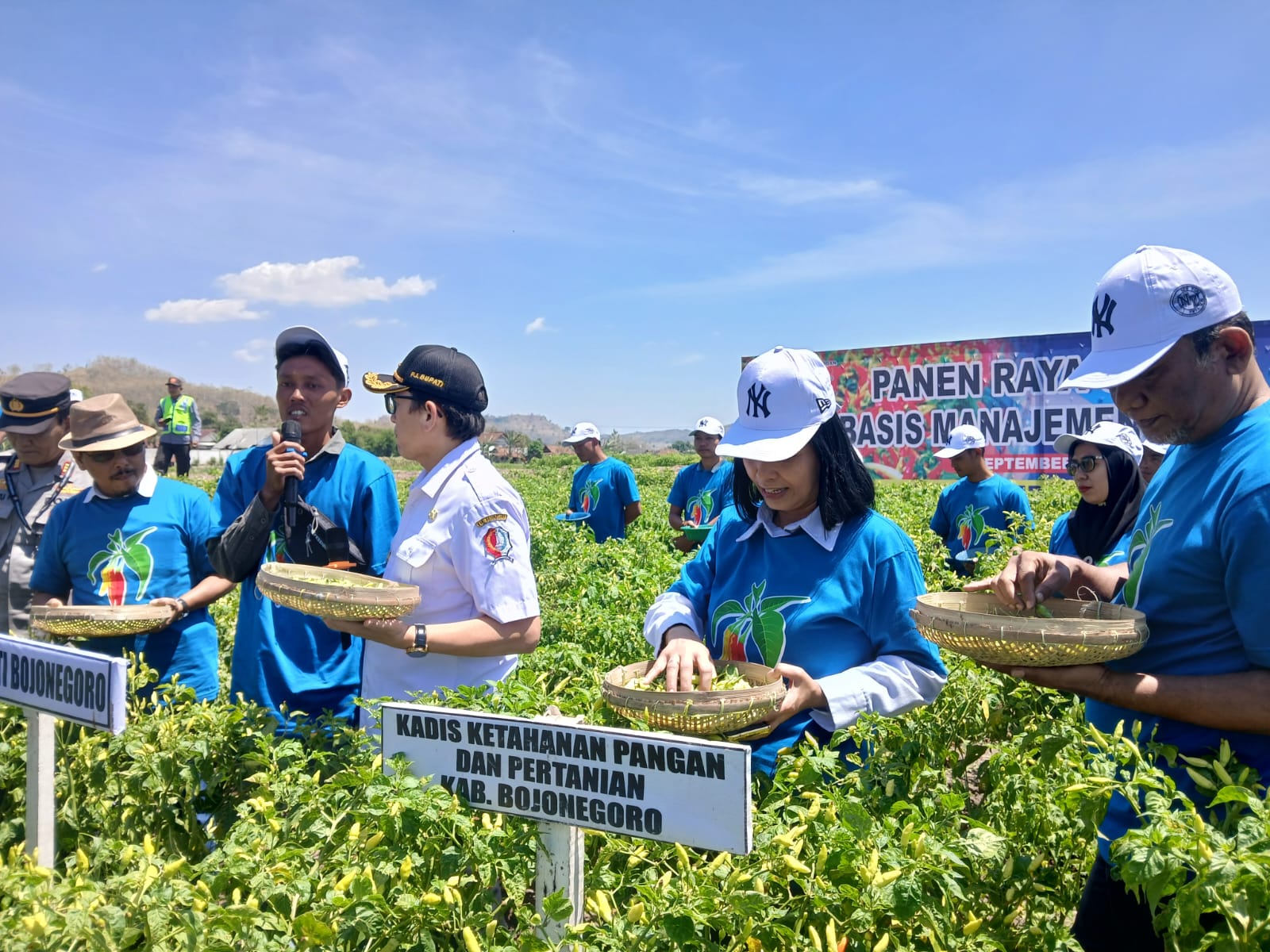 KEGIATAN PANEN CABAI BERSAMA PJ.BUPATI BOJONEGORO